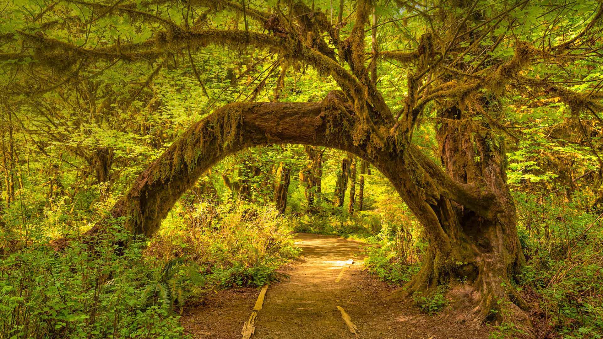 The Hoh Rainforest in Olympic National Park, Washington state (© Jorge Romano/Offset by Shutterstock)(Bing United States)