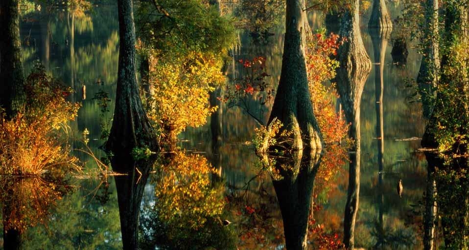 Trussum Pond and cypress trees, Delaware, USA (© David Muench/Stone/Getty Images) &copy; (Bing United Kingdom)