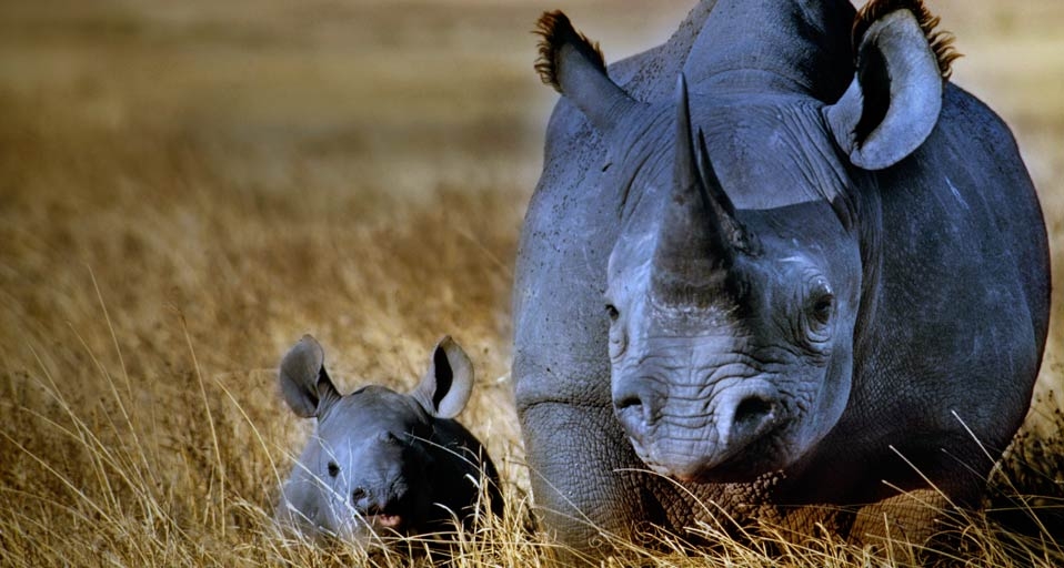 Black rhinoceros mother with calf in Ngorongoro Crater, Ngorongoro Conservation Area, Tanzania -- Frans Lanting/Corbis &copy; (Bing United Kingdom)