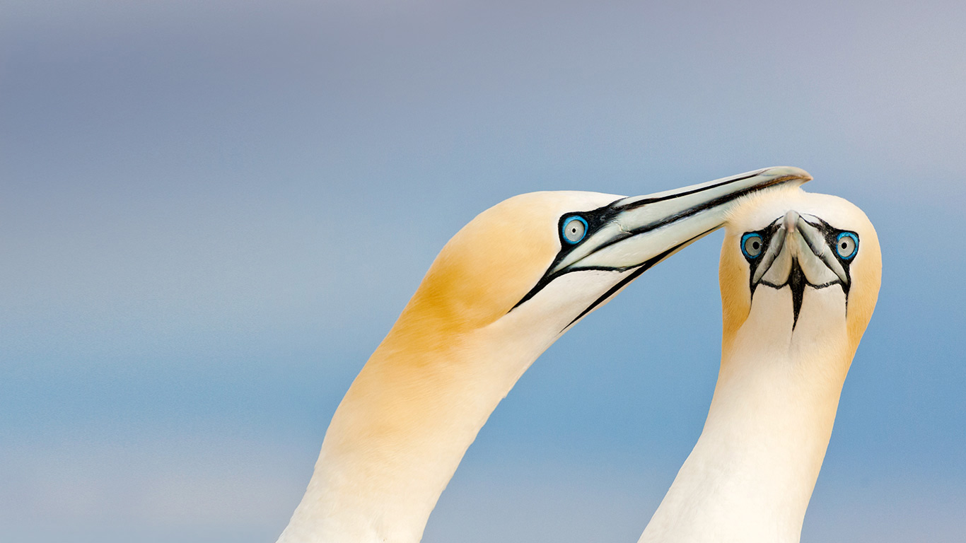 Northern gannets on the Saltee Islands, Ireland (© Bart Breet/Minden Pictures)(Bing Canada)