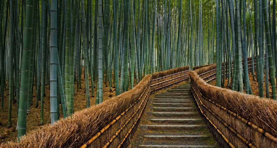 Bamboo lined path at Adashino Nembutsu-ji temple in Kyoto, Japan -- Rudy Sulgan/Corbis &copy; (Bing United Kingdom)