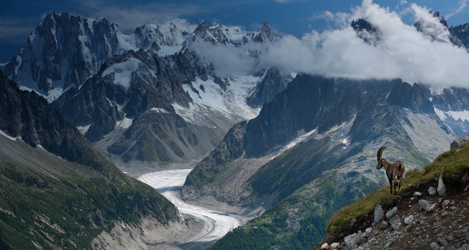Lonely ibex with the Mer de Glace glacier and Grandes Jorasses peaks in the background in a midsummer day, France -- Rafael Rojas Photography /Getty &copy; (Bing United Kingdom)