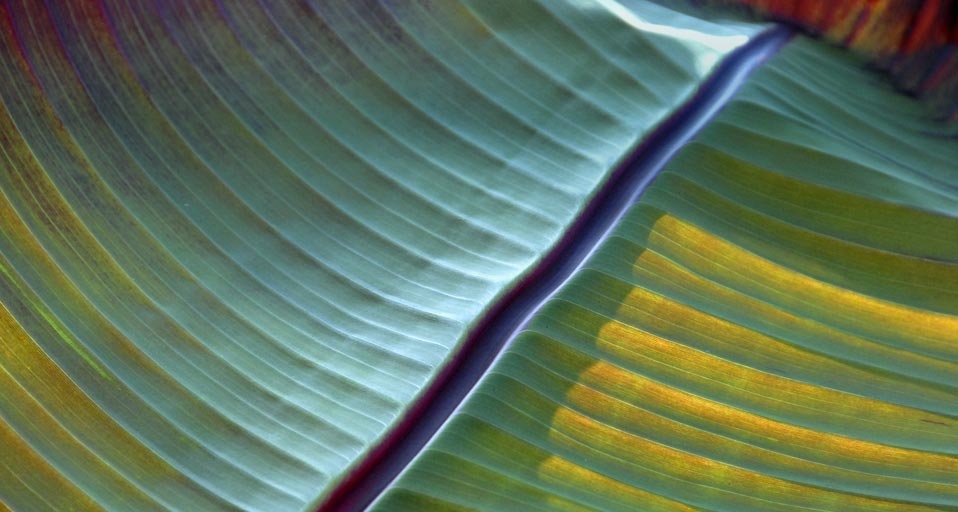 Detail of a banana leaf, Mainau Island, Germany (© Egon Bömsch /Age footstock) &copy; (Bing United Kingdom)