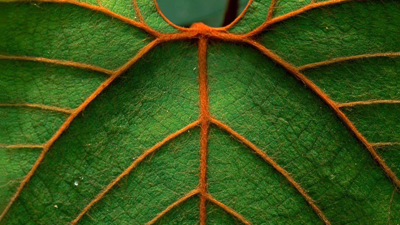 Detail of a leaf in Niah National Park in Sarawak, Borneo, Malaysia (© Thomas Marent/Minden Pictures)(Bing United Kingdom)