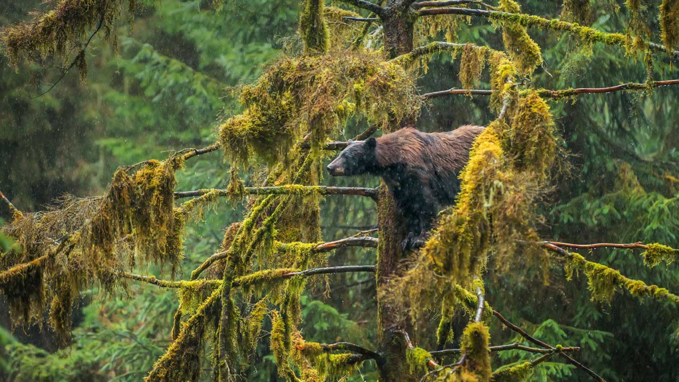 An adult black bear in the Tongass National Forest of Alaska (© Mark Kelley/Tandem Stills + Motion)(Bing United Kingdom)