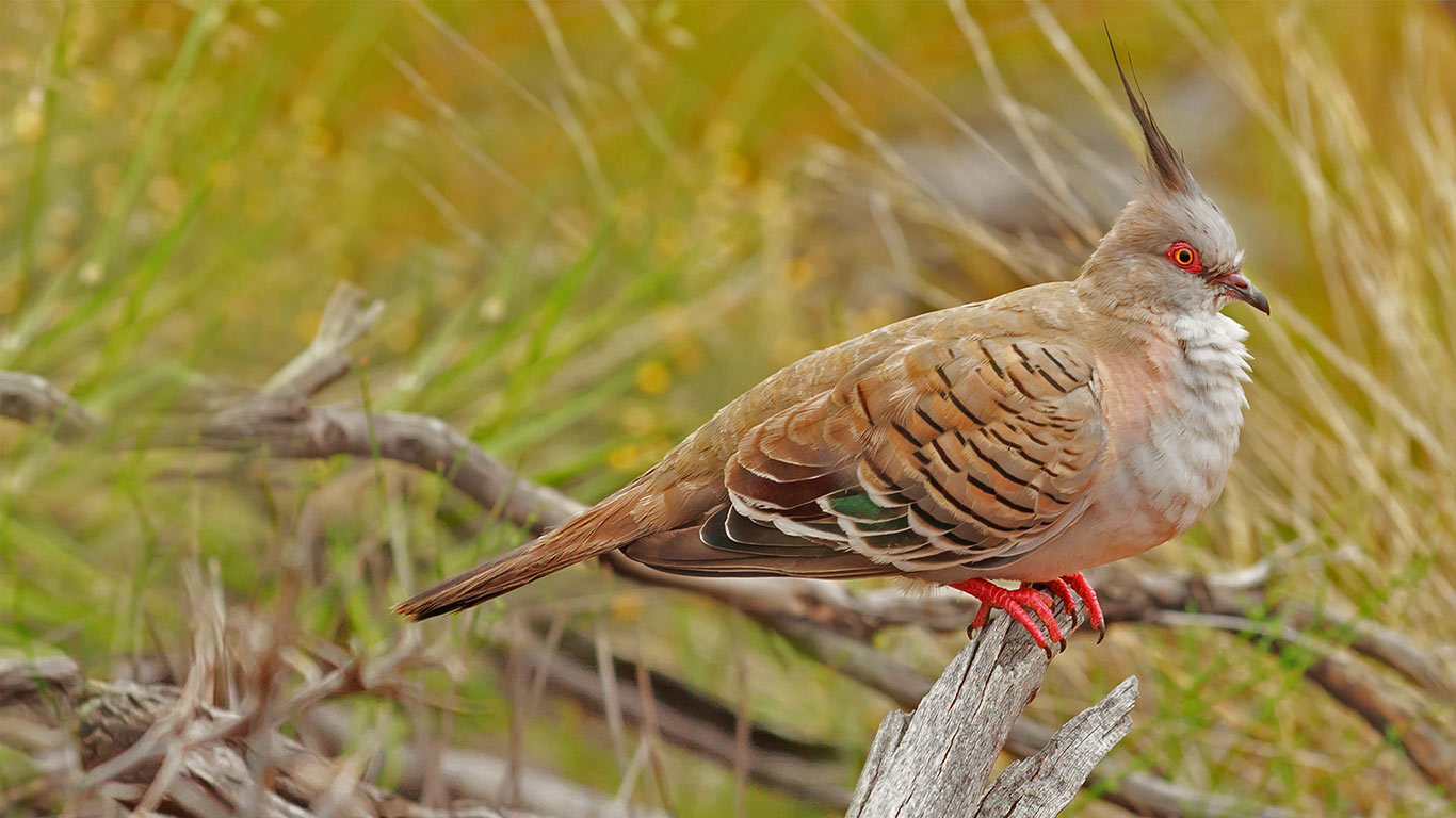 Crested pigeon in Uluru-Kata Tjuta National Park, Australia (© Photodigitall.nl/Shutterstock)(Bing United Kingdom)