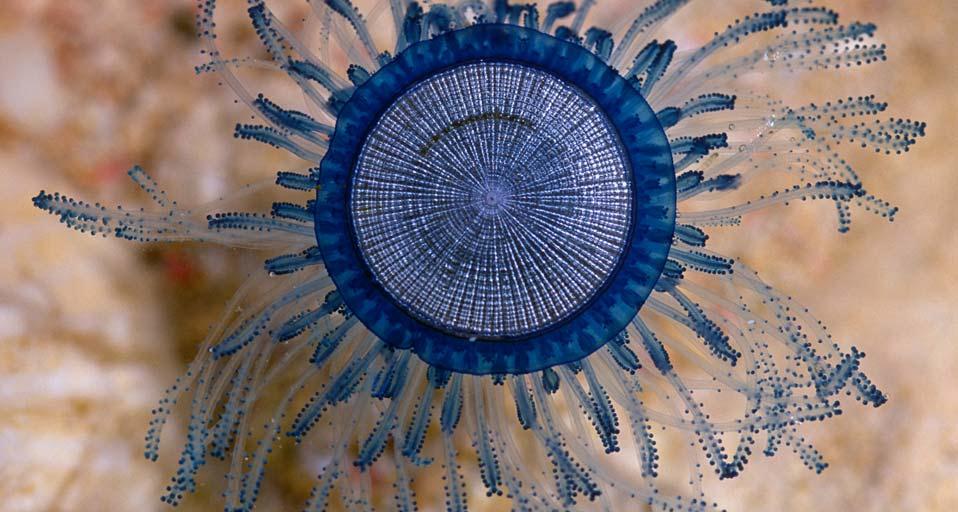 Blue Button (Porpita porpita), Cayman Islands, Caribbean (© Lawson Wood/Aurora Photos)(Bing United Kingdom)