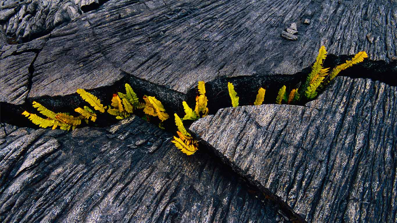 Sprießender Farn in der Spalte eines Lava-Felsens, Hawaiʻi-Volcanoes-Nationalpark, Hawaii (© Frans Lanting Studio/Alamy)(Bing Deutschland)