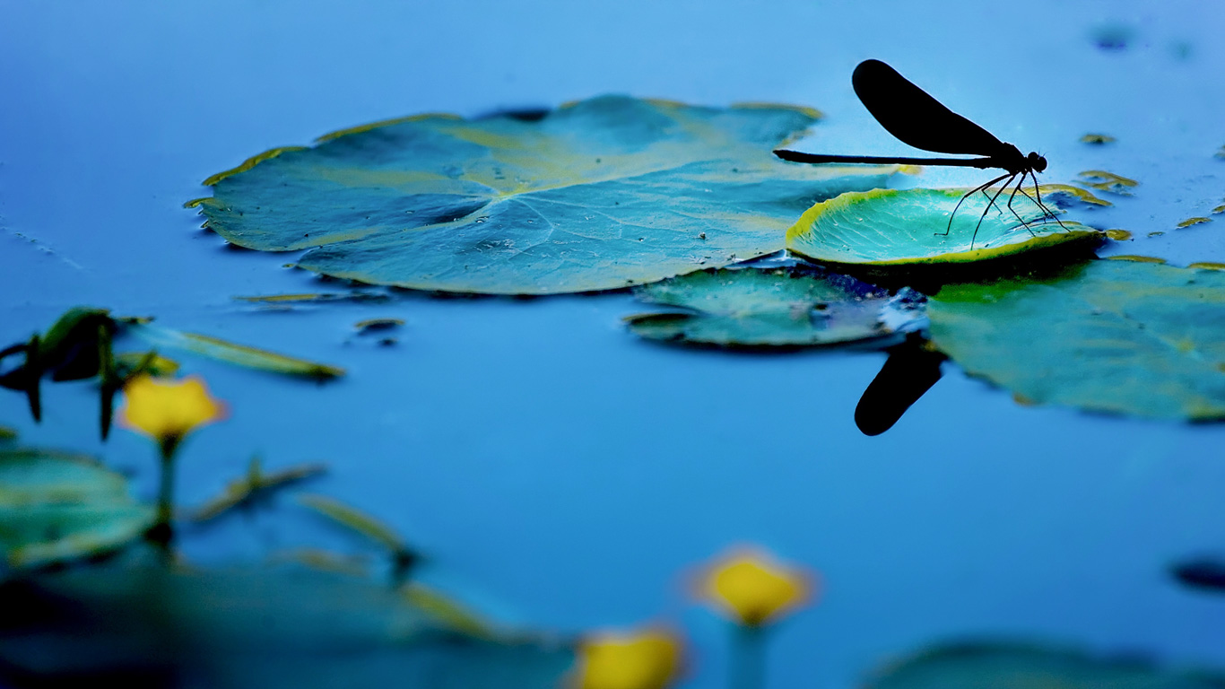 蜻蜓 (© Beijing, China)(Bing China)