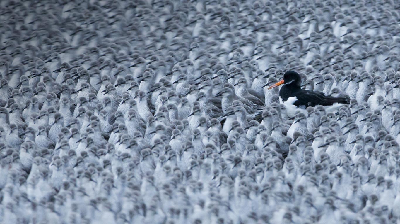 A Eurasian oystercatcher among a flock of roosting knots in Snettisham, Norfolk (© Paul Sawer/Minden Pictures)(Bing United Kingdom)