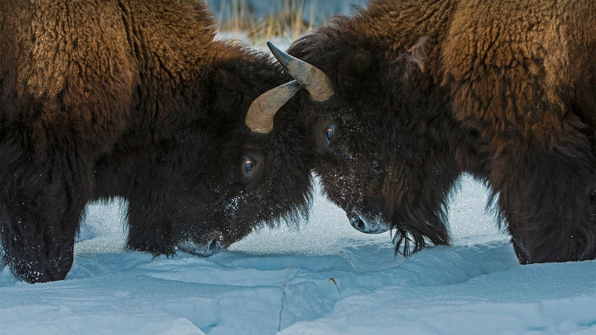 American bison in Yellowstone National Park, Wyoming (© Gerald Corsi/Getty Images)(Bing United States)
