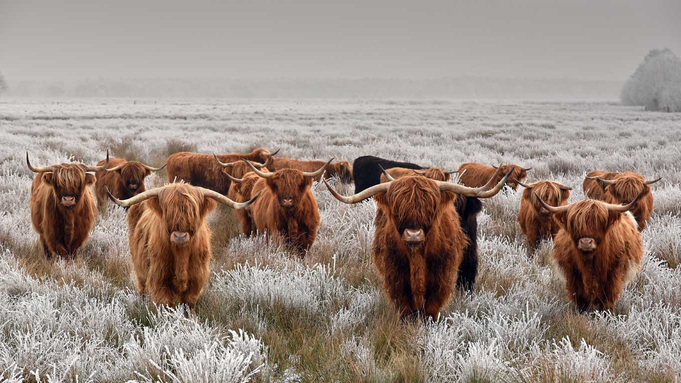 Highland cattle in winter (© René van den Berg/Alamy)(Bing United Kingdom)