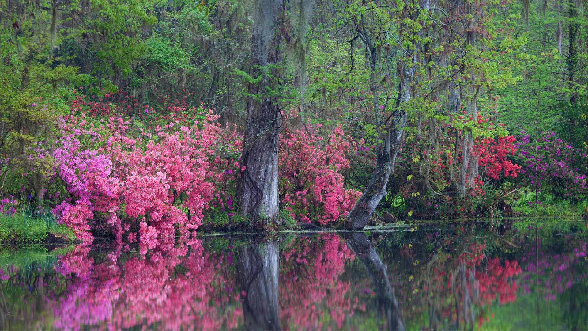 Azaleas in bloom at Magnolia Plantation and Gardens, Charleston, South Carolina (© Joanne Wells/Danita Delimont)(Bing Canada)