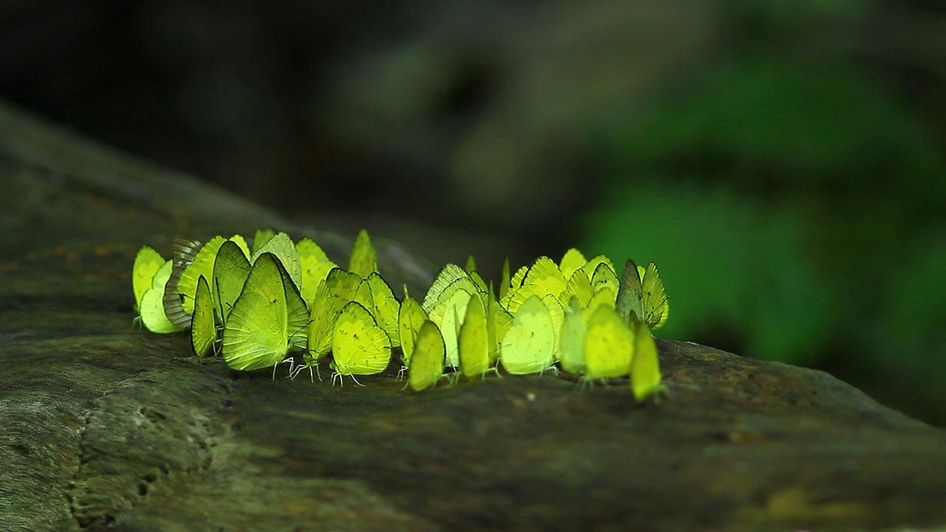 Butterflies from Kaeng Krachan National Park, Thailand (© Getty Images)(Bing United Kingdom)