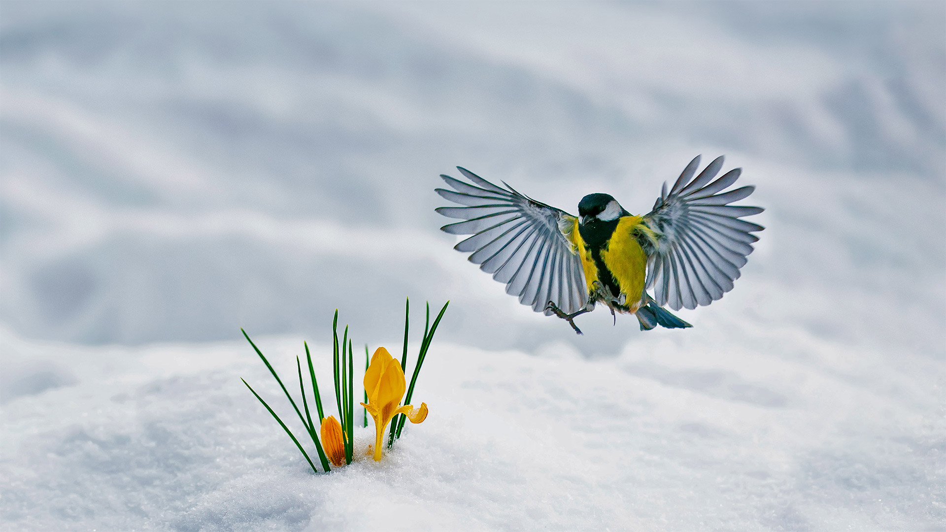 Kohlmeise und gelbe Krokusse (© Nataba/Getty Images)(Bing Deutschland)