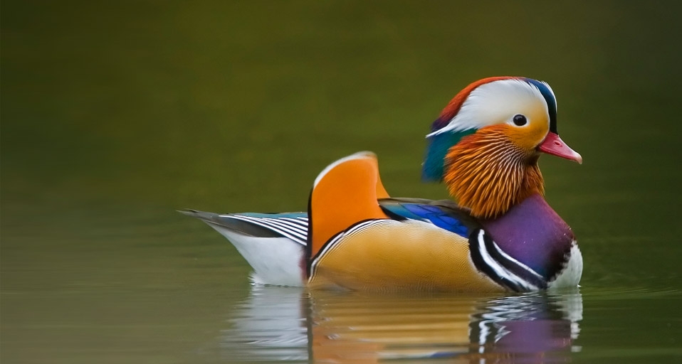 Wild Mandarin Duck on dark green lake, UK -- David Slater/DanitaDelimont.com &copy; (Bing United Kingdom)