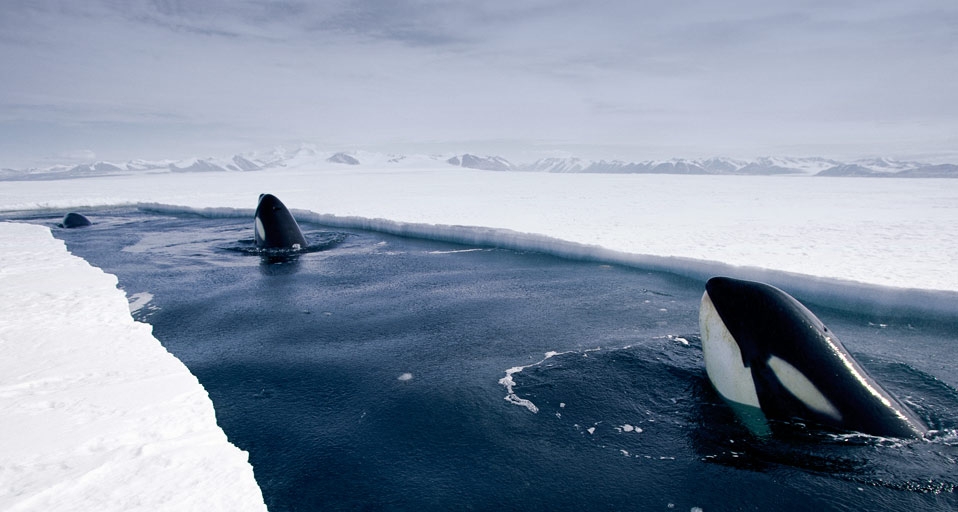 Killer whales spy hopping near Antarctica (© Norbert Wu/Getty Images) &copy; (Bing United Kingdom)