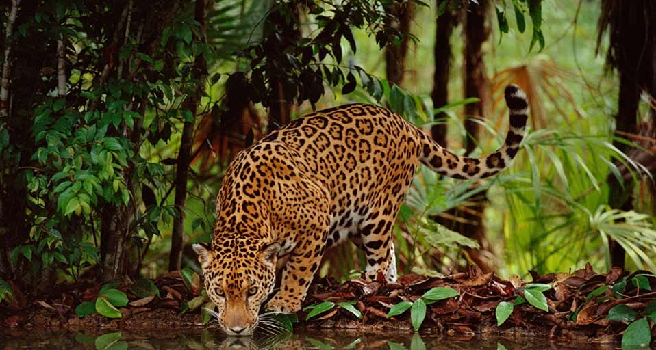 Jaguar drinking at a water hole in Belize -- Frans Lanting/Corbis &copy; (Bing United Kingdom)