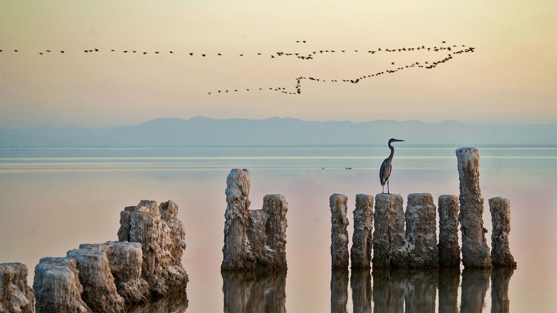 A heron perches on a piling at the Salton Sea in California, USA (© Garret Suhrie/Cavan Images)(Bing United Kingdom)