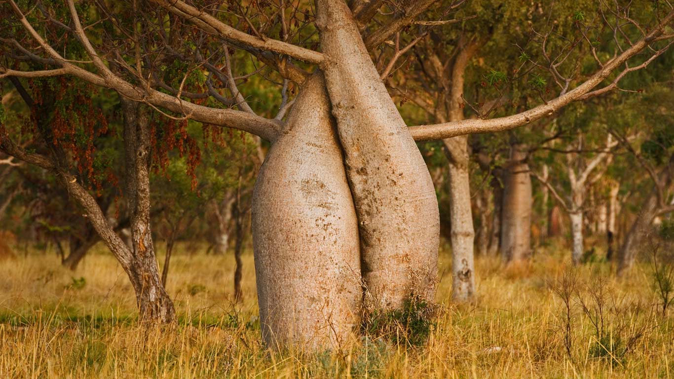 Australischer Affenbrotbaum, Region Kimberley, Western Australia, Australien (© plainpicture/Cultura)(Bing Deutschland)
