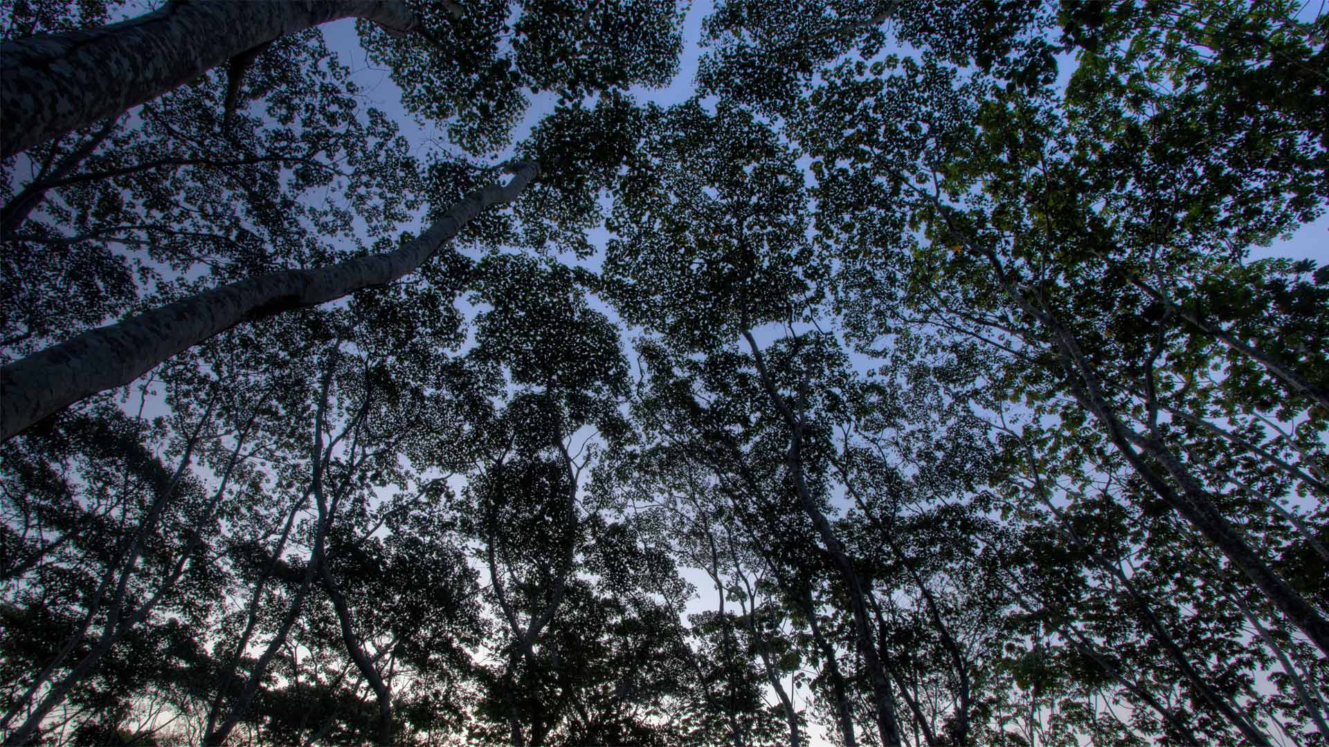 The tree canopy in the Tambopata National Reserve of the Peruvian Amazon (© Patrick Brandenburg/Tandem Stills + Motion)(Bing United Kingdom)
