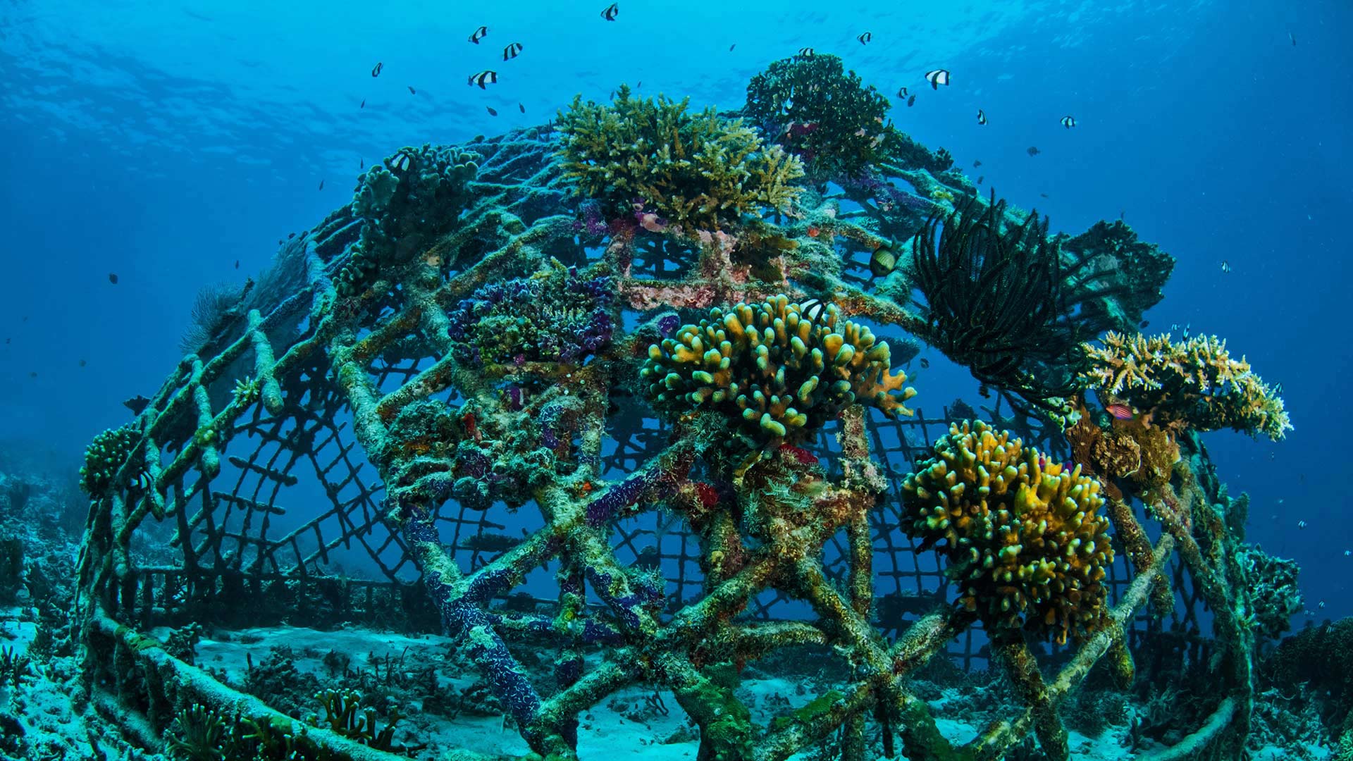 Biorock growing coral off the Gili Islands, Indonesia (© fenkieandreas/Getty Images Plus)(Bing United Kingdom)