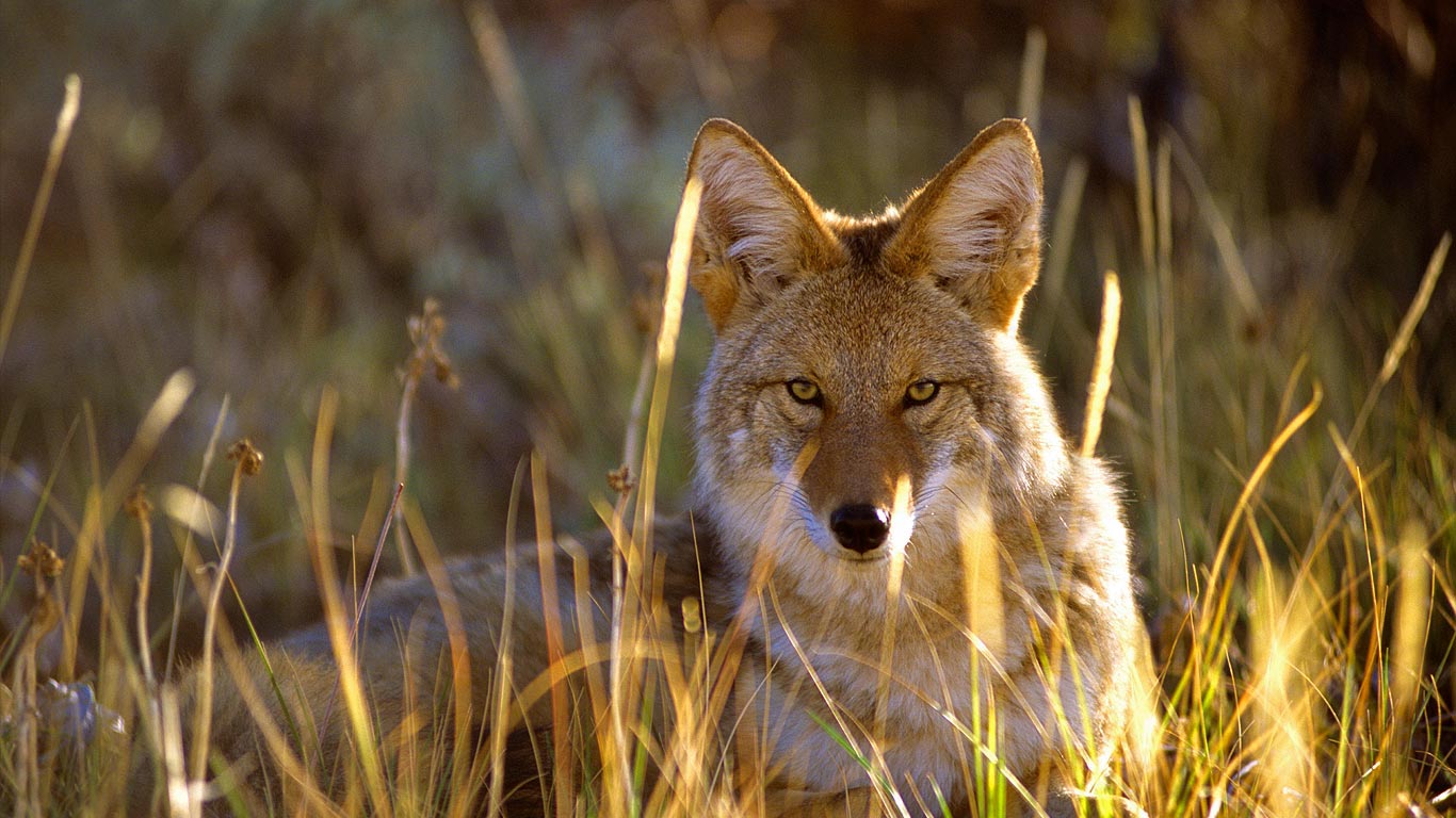 Coyote in Black Canyon of the Gunnison National Park, Colorado (© Jeff Diener/Aurora Photos)(Bing Canada)