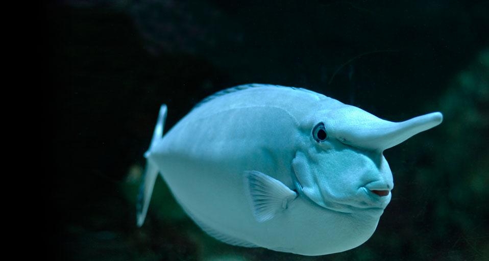 Whitemargin unicornfish (© Chris Hellier/Corbis) &copy; (Bing United Kingdom)