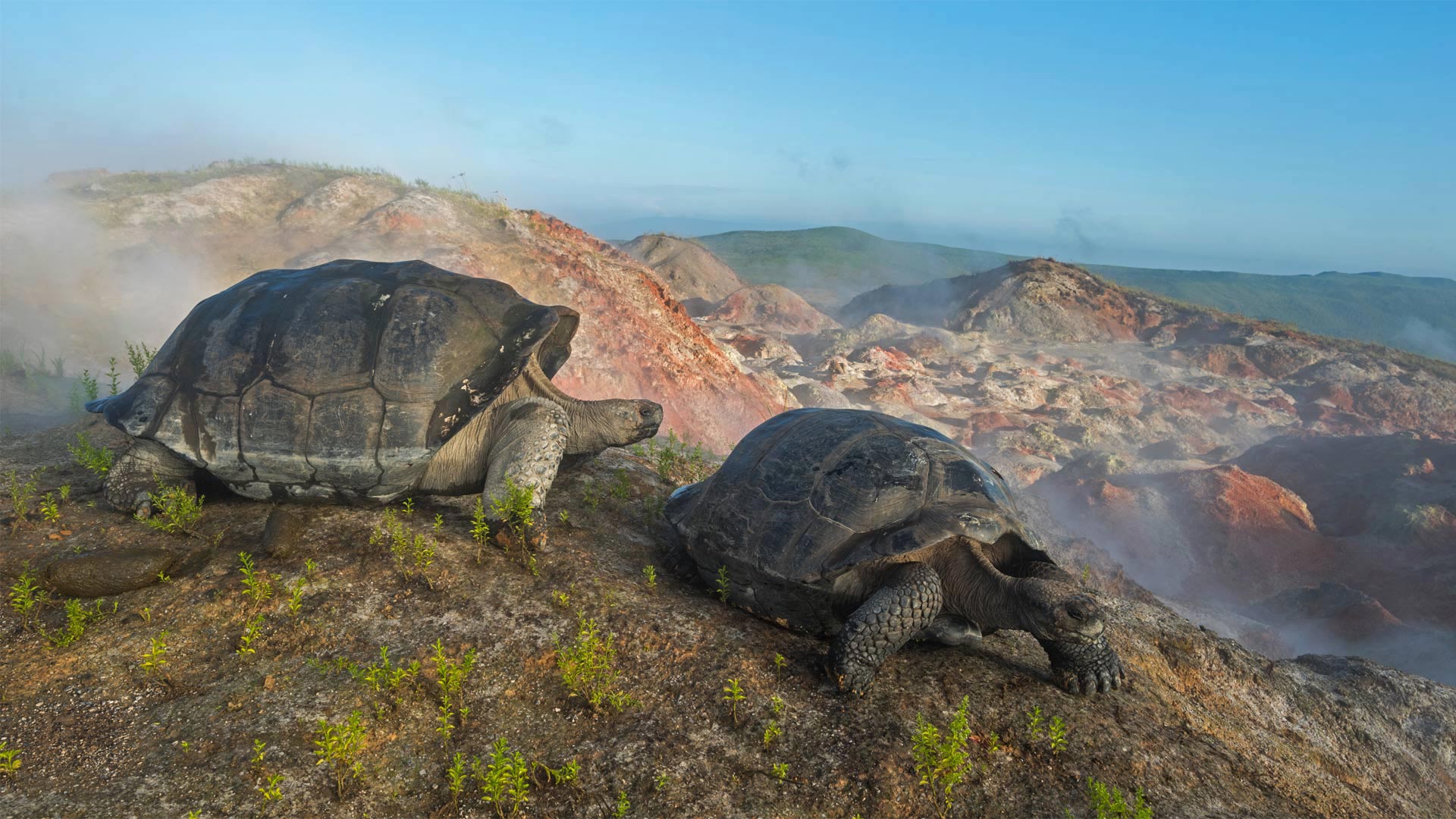 Giant tortoises on Alcedo Volcano in the Galápagos Islands (© Tui De Roy/Minden Pictures)(Bing United Kingdom)