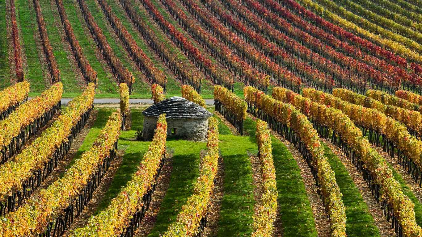 Vineyards in Burgundy, France (© Hans Strand/plainpicture)(Bing United Kingdom)