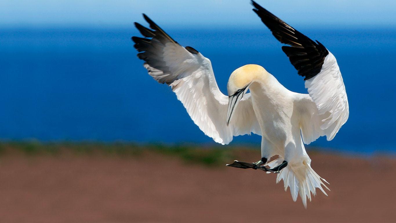 Northern gannet at Bonaventure Island and Percé Rock National Park, Quebec, Canada (© Arthur Morris/Corbis)(Bing Canada)