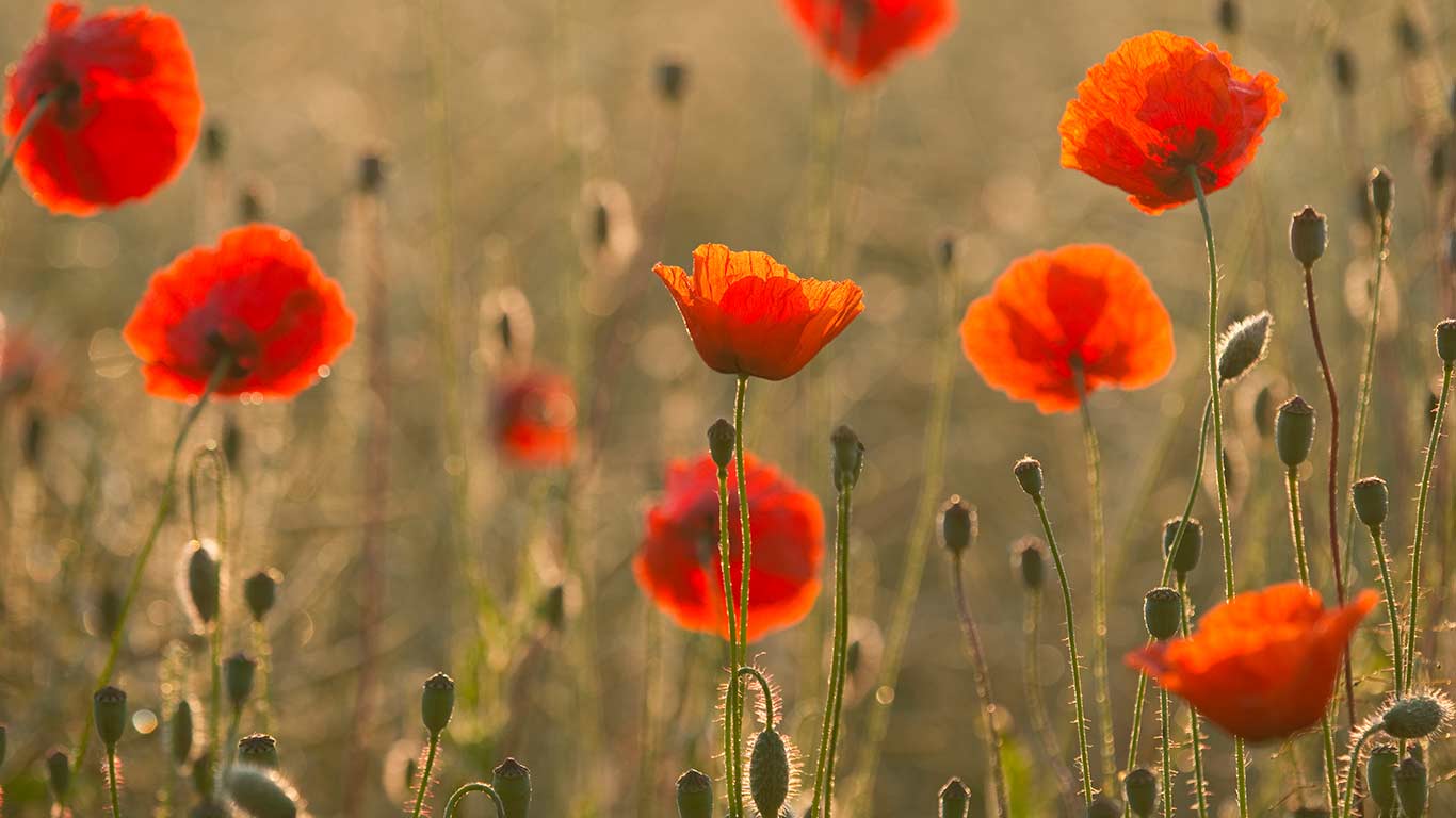 © Frank Sommariva/imageBROKER/Corbis(Bing Canada)
