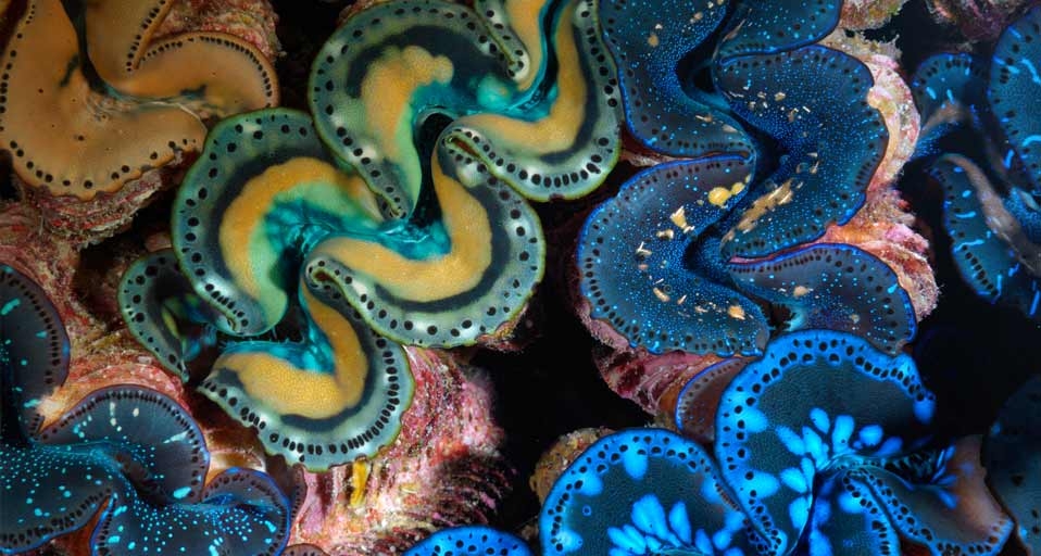 Mantles of giant clams in Kingman Reef, Pacific Ocean (© Brian J. Skerry/Getty Images) &copy; (Bing United Kingdom)