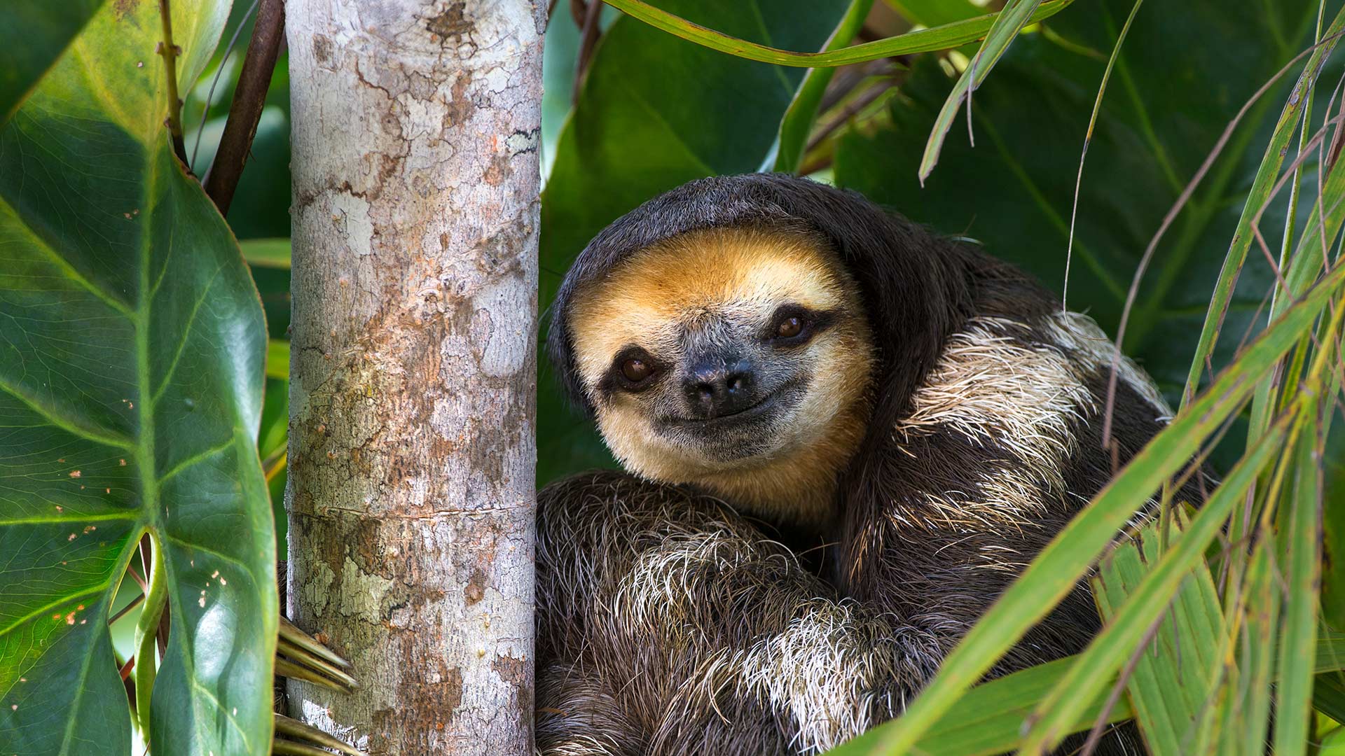 Pale-throated sloth perched in a tree on Sloth Island, near Bartica on the Essequibo River, Guyana (© Suzi Eszterhas/Minden Pictures)(Bing United States)