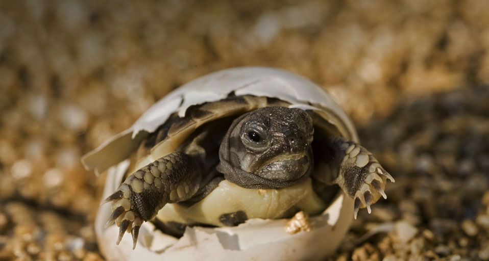 Eine griechische Landschildkröte schlüpft gerade aus dem Ei – Christian Heinrich/Photolibrary &copy; (Bing Germany)