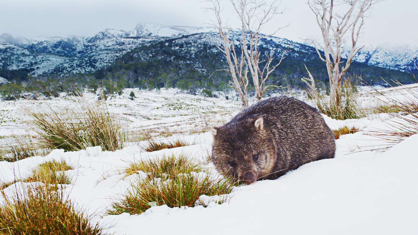Common wombat foraging in Cradle Mountain-Lake St Clair National Park, Tasmania, Australia (© Stormfront Films/Mammoth HD)(Bing United Kingdom)