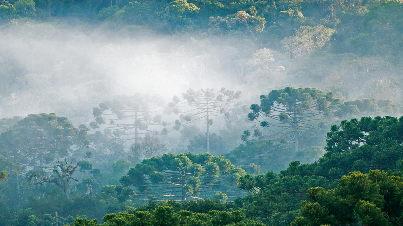 Brasilianische Araukarien im Atlantischen Regenwald anlässlich des brasilianischen Unabhängigkeitstages (© Ralph Clevenger/Getty Images)(Bing Deutschland)