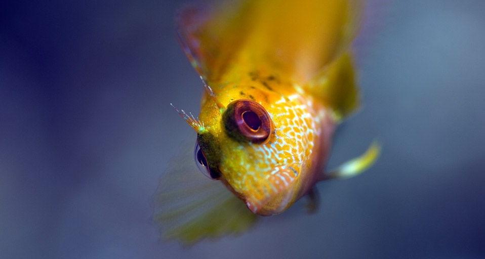 Blenny in Portofino, Italy (© SIME/eStock Photo) &copy; (Bing United Kingdom)