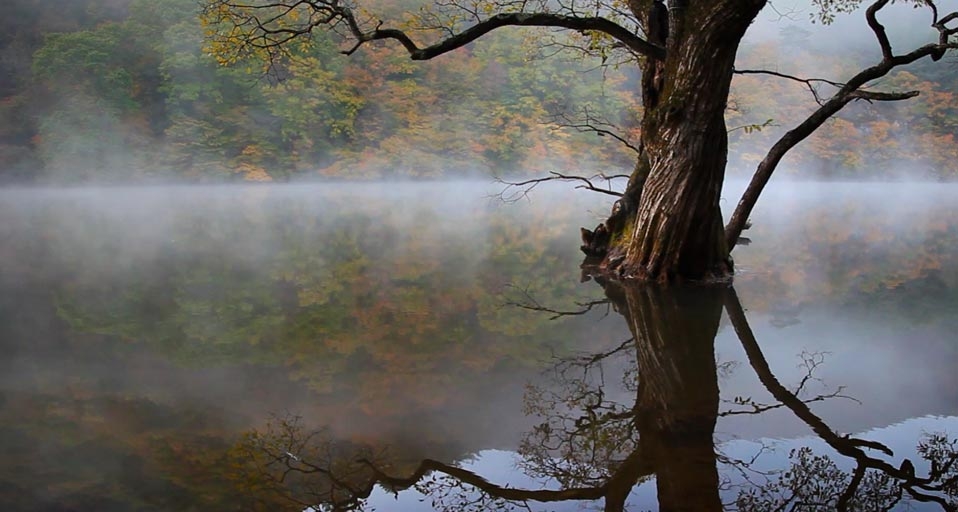 View of reflection old tree with fog in Jusanji Lake/Cheongsonggun, Gyeongsangbuk-do, South Korea (© Multi-bits/Getty Images) &copy; (Bing United Kingdom)