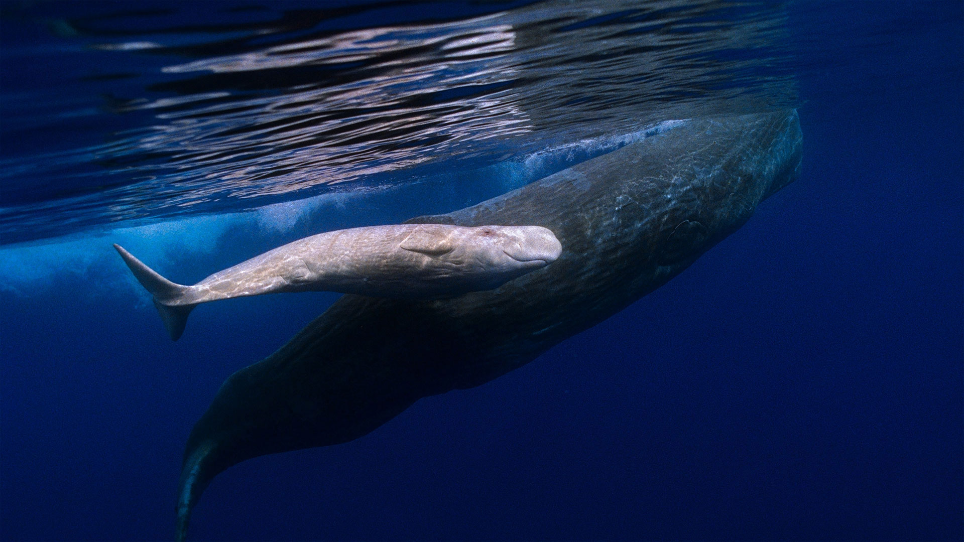 Sperm whale mother and albino baby swimming off the coast of Portugal (© Flip Nicklin/Minden Pictures)(Bing United Kingdom)