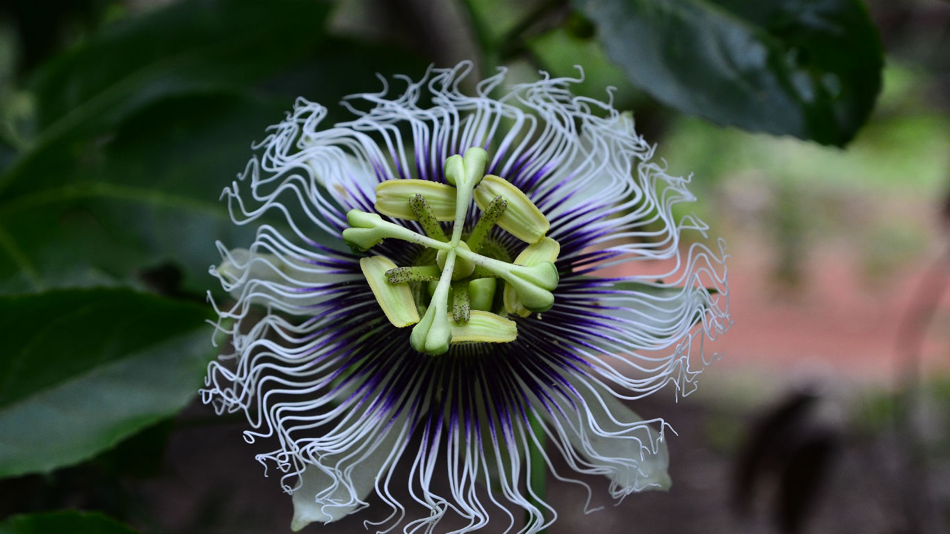 Passion flower (© Flavio Conceicao Fotos/Getty Images)(Bing New Zealand)