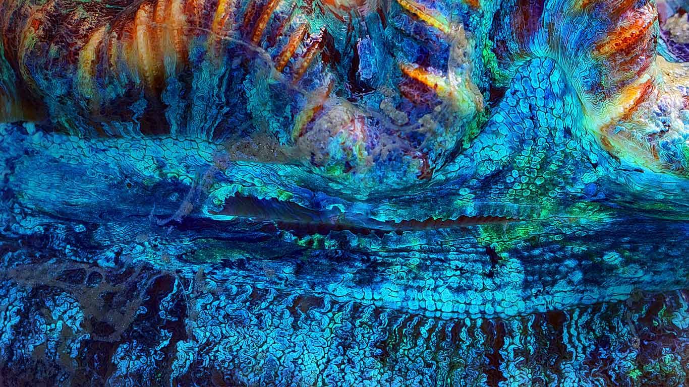 Close-up detail of a giant clam near the Whitsunday Islands, Australia (© Tanya Punitt/Shutterstock)(Bing United Kingdom)