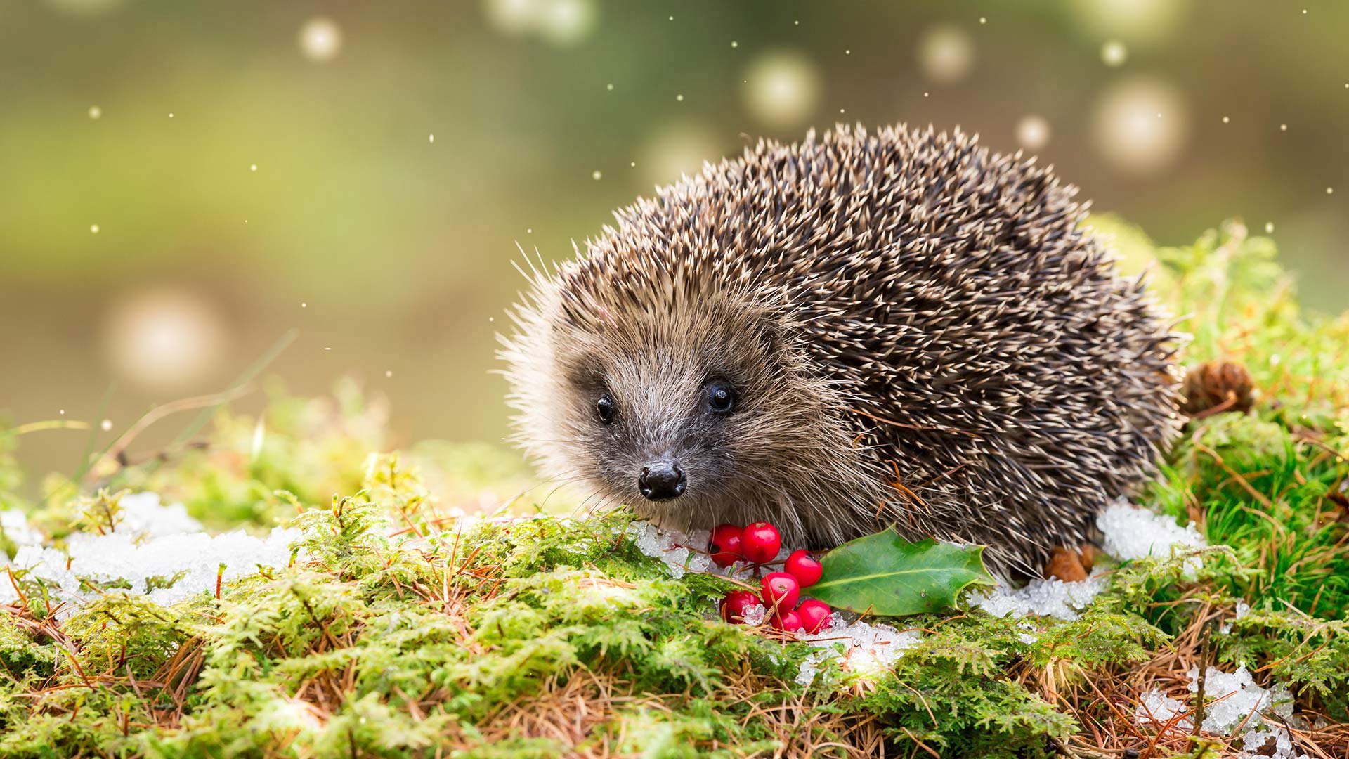 Hedgehog in snowy winter weather, sat on green moss (© Coatsey/Alamy Stock Photo)(Bing United Kingdom)