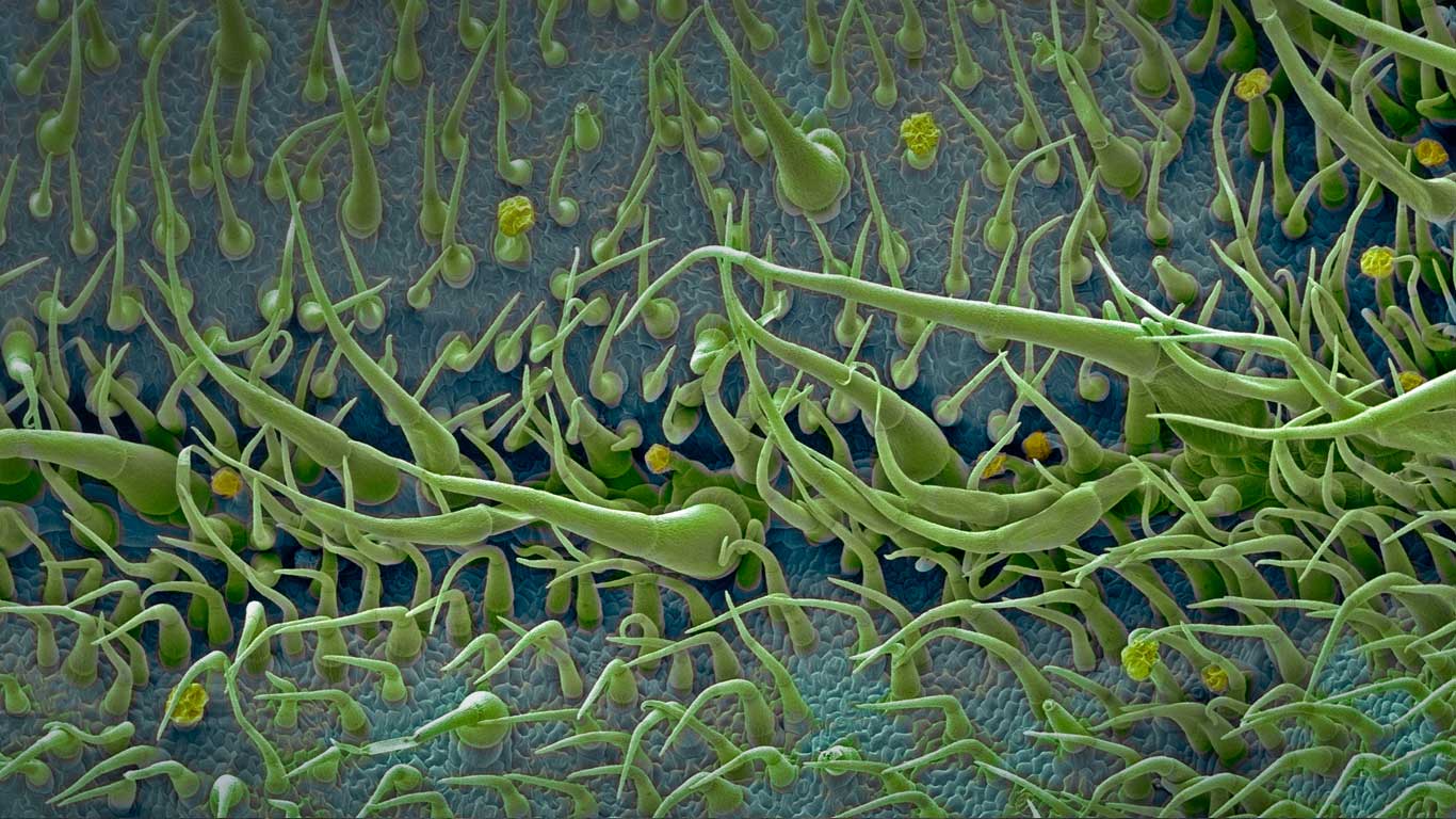 Surface of a tomato leaf (© Steve Gschmeissner/Science Photo/Getty Images)(Bing United Kingdom)