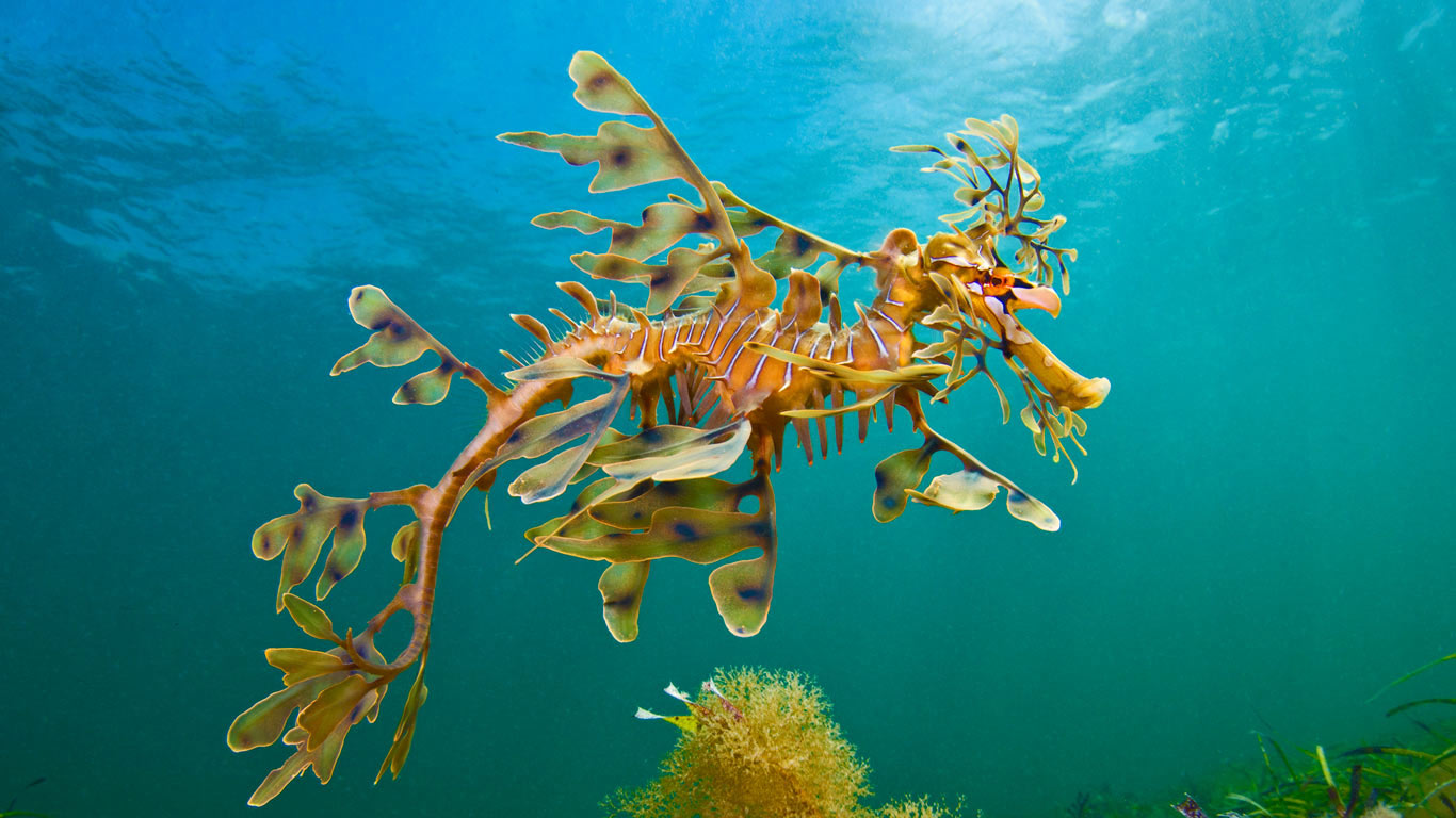 A leafy seadragon in the waters off Wool Bay, Australia (© Alex Mustard/Minden Pictures)(Bing United Kingdom)