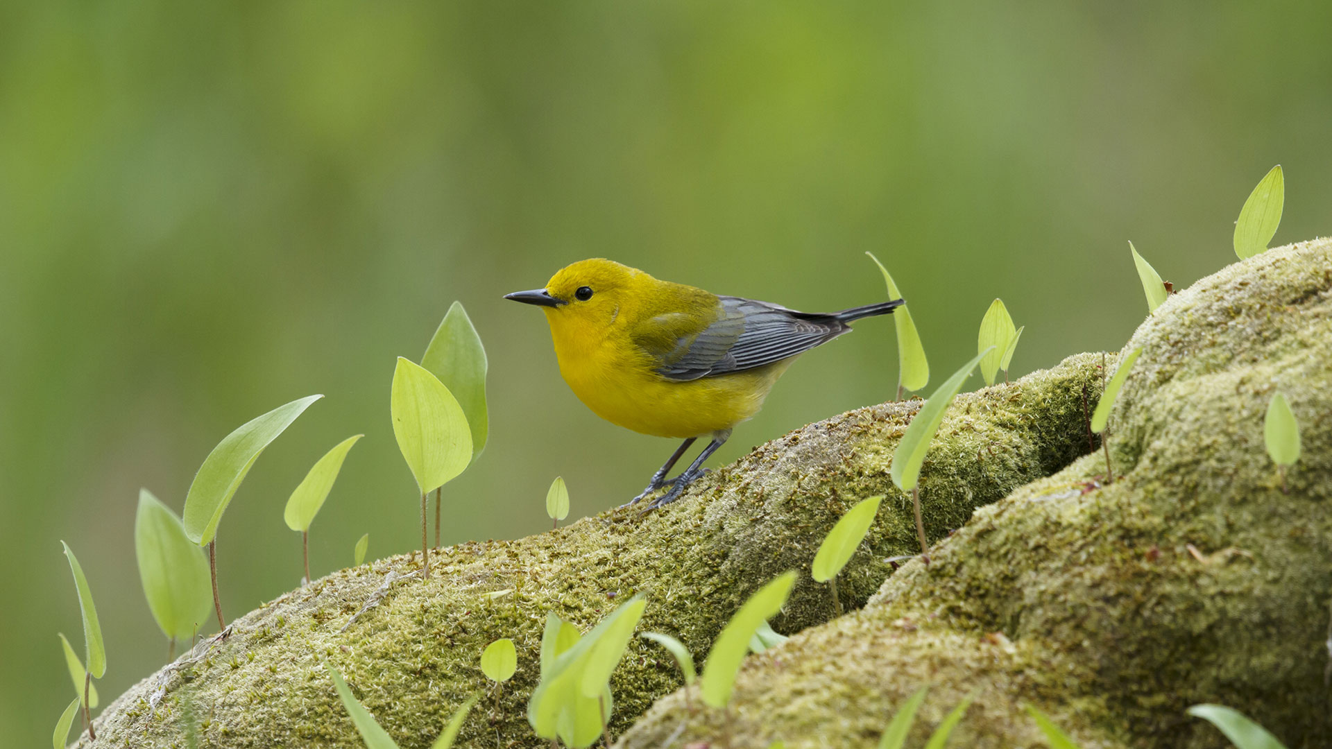 Prothonotary Warbler (protonotaria citrea) in Ontario (© Bill Coster/Minden Pictures)(Bing Canada)