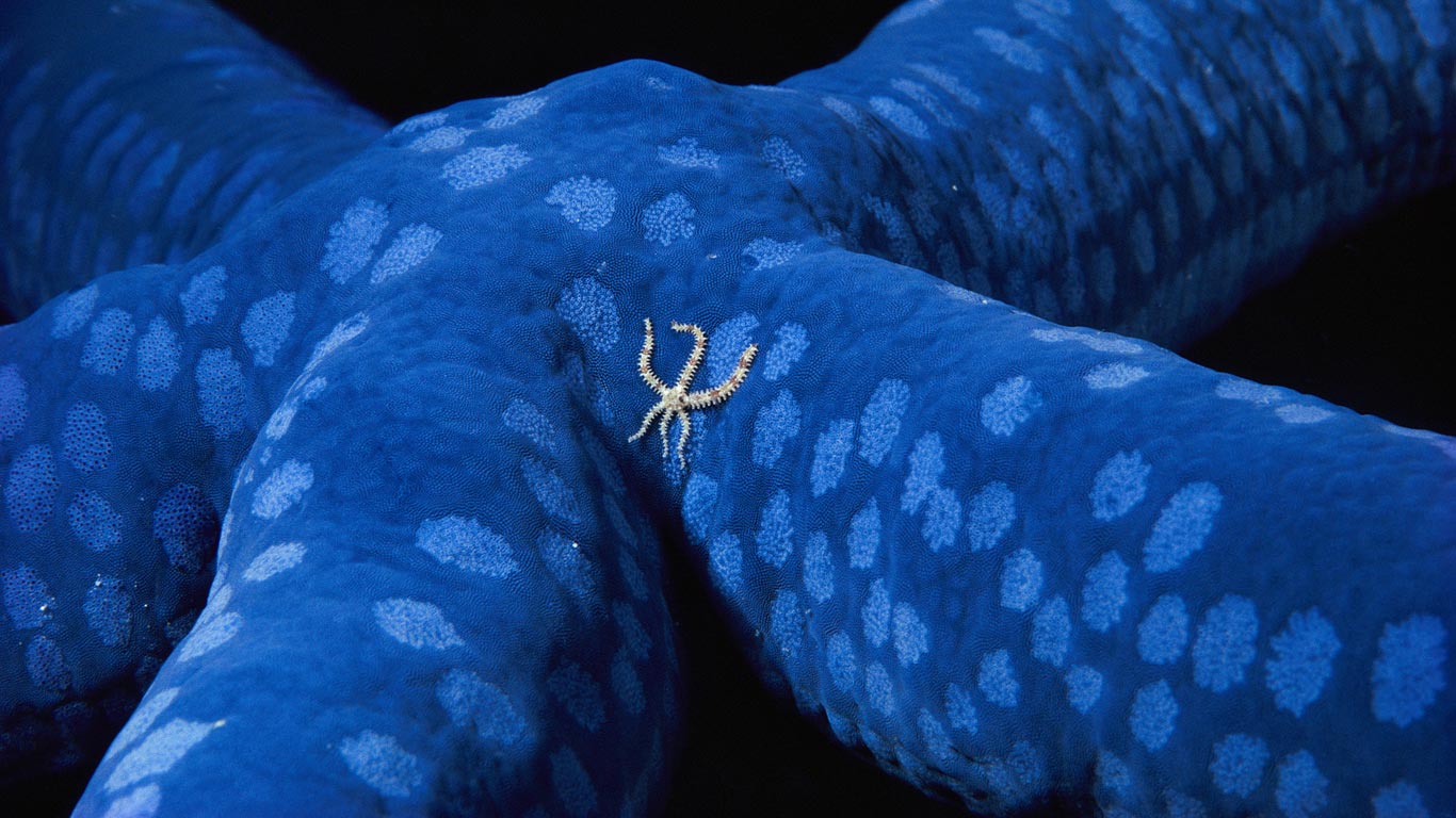 A brittle star wanders across a blue sea star off the coast of the Solomon Islands (© Birgitte Wilms/Minden Pictures)(Bing United Kingdom)