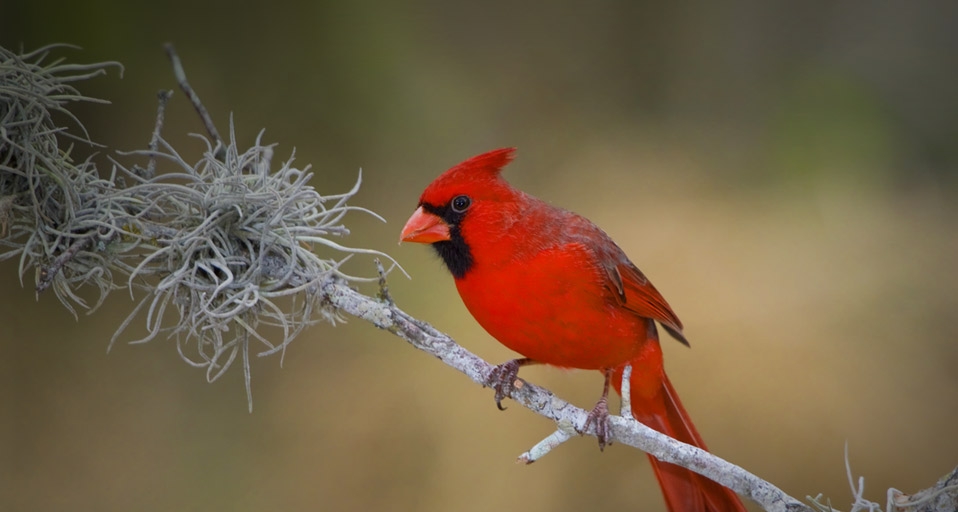 Northern Cardinal perched on a branch in the Rio Grande Valley of Texas -- Glenn Bartley/Photolibrary &copy; (Bing United Kingdom)