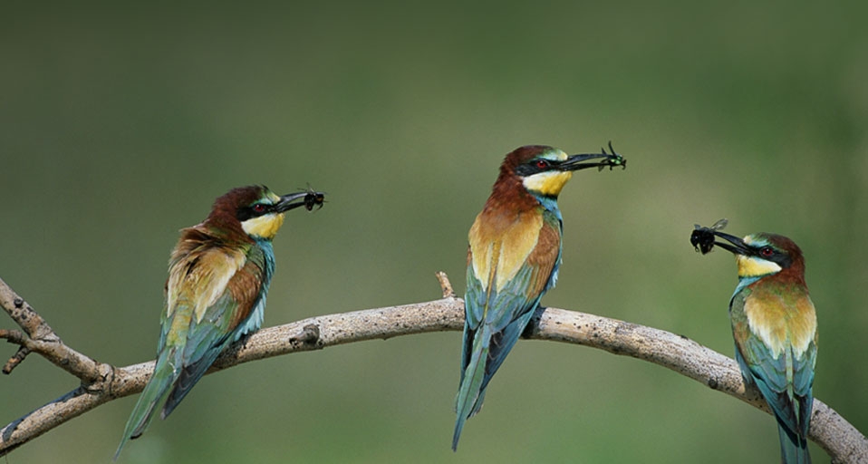 European Bee Eaters in Kiskunsag National Park, Hungary -- ARCO/age fotostock &copy; (Bing United Kingdom)