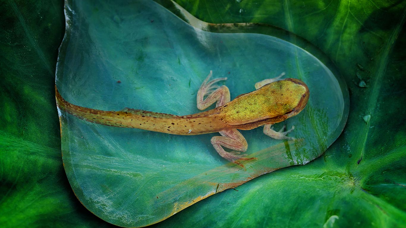 An adolescent frog in a drop of water (© Adhi Prayoga/REX Shutterstock)(Bing United Kingdom)